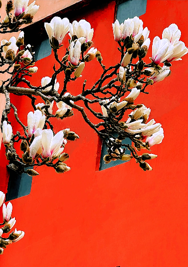 财信集团剪影丨“春已成花”